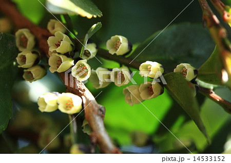自然 植物 ヒサカキ 独特の香りのある花を枝いっぱいにつけますの写真素材