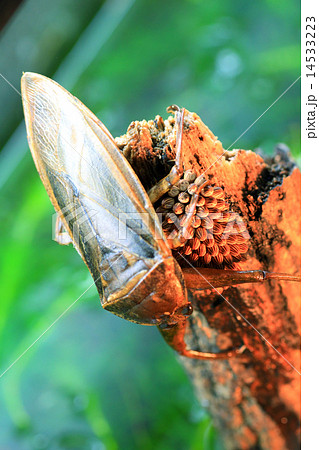 タガメの抱卵 14533223