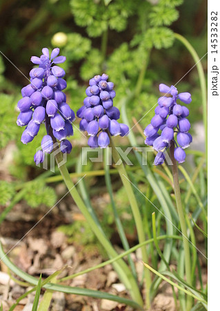 ムスカリ・アルメニアカム 14533282