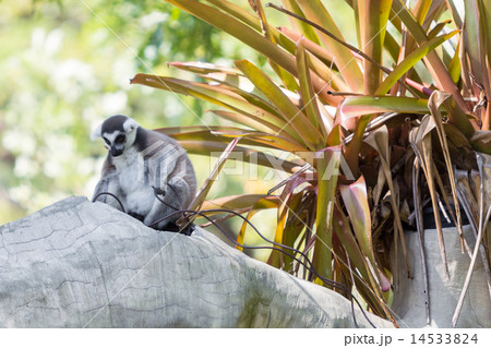 Ring-tailed lemur sitting on the tree 14533824