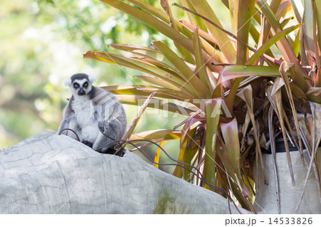 Ring-tailed lemur sitting on the tree 14533826