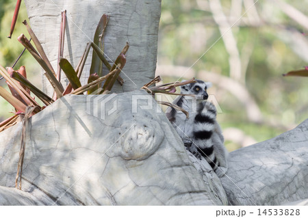 Ring-tailed lemur sitting on the tree 14533828