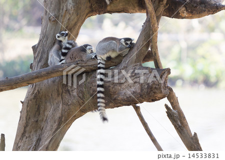 Ring-tailed lemur family sitting on the tree 14533831
