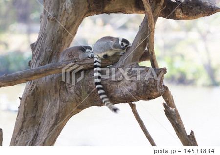 Ring-tailed lemur family sitting on the tree 14533834