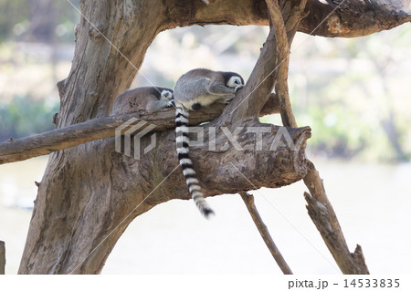 Ring-tailed lemur family sitting on the tree 14533835