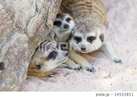 Meercat family under a tree 14533851