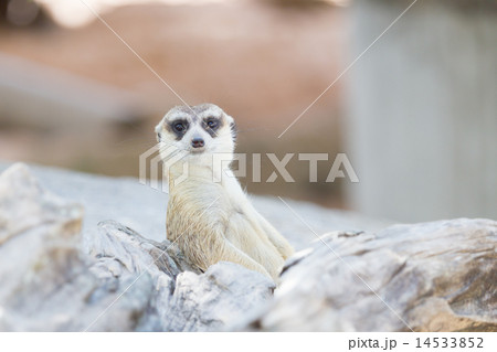 Meercat relax while guarding 14533852