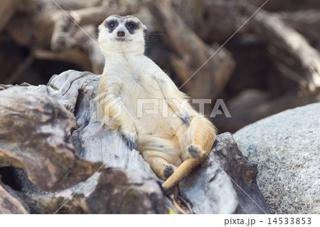 Meercat relax while guarding 14533853