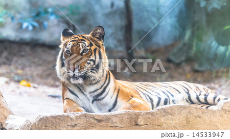 Siberian Tiger sitting on the cliff Siberian Tiger sitting on the cliff 14533947