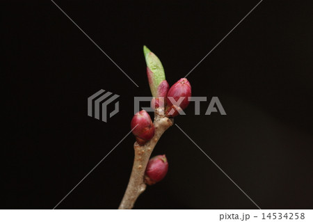 自然　植物　イヌザクラ、冬芽は鮮やかで艶のある紅色です 14534258