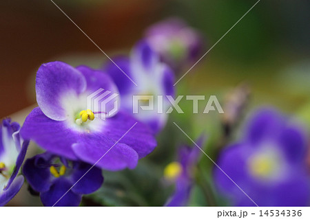 セントポーリアの花 14534336