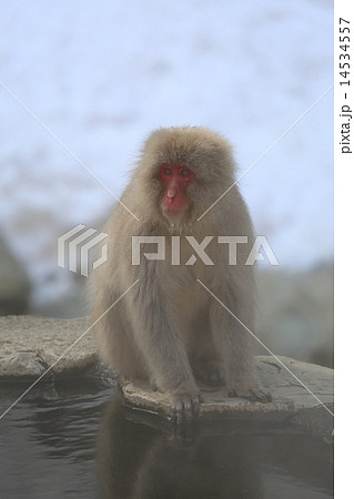 ニホンザル ニホンザル 14534557