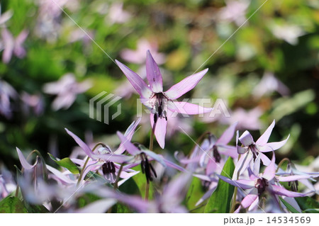 香嵐渓のカタクリ 14534569