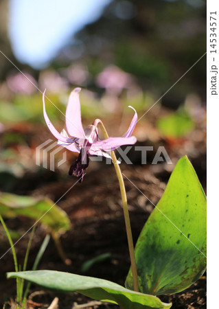 香嵐渓のカタクリ 14534571