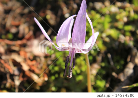 香嵐渓のカタクリ 14534580