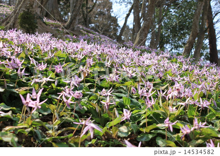 香嵐渓のカタクリ 14534582