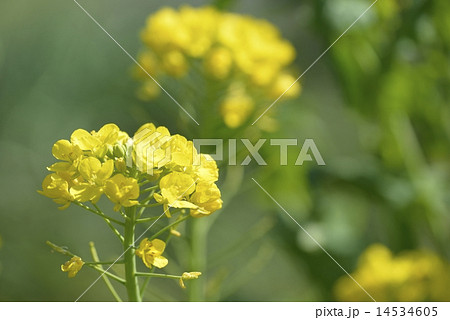 菜の花 14534605