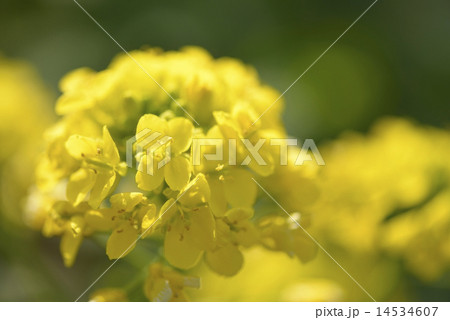 菜の花 14534607