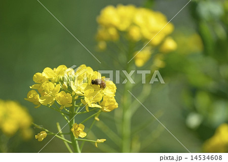 ミツバチとナノハナ 14534608