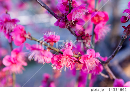 紅紫色の梅 14534662