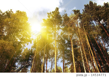 Green spruce forest Green spruce forest 14534771