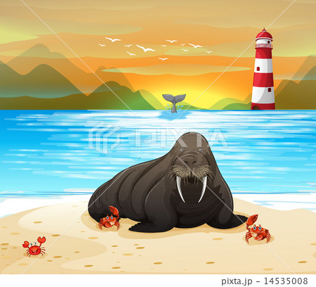 Sea lion 14535008