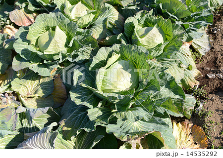 キャベツ畑 14535292