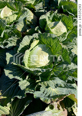 キャベツ畑 キャベツ畑 14535293