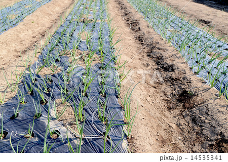 タマネギ畑 14535341