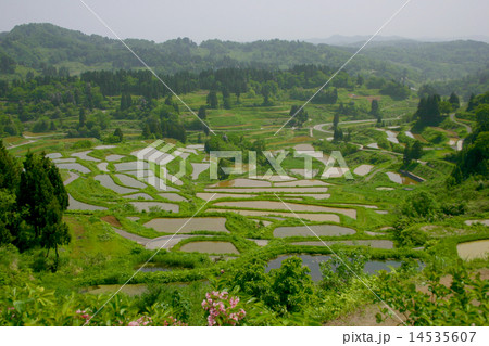 棚田 棚田 14535607