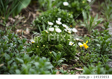 道ばたの花 道ばたの花 14535653