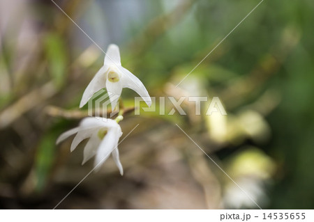 セッコクの花 セッコクの花 14535655