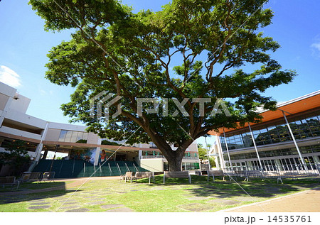 ハワイ大学キャンパス 14535761