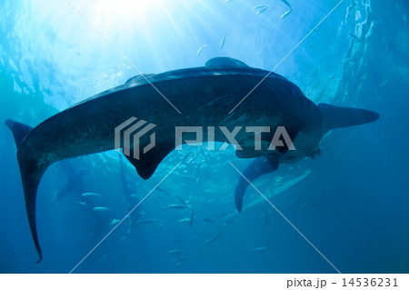 ジンベイザメ 14536231