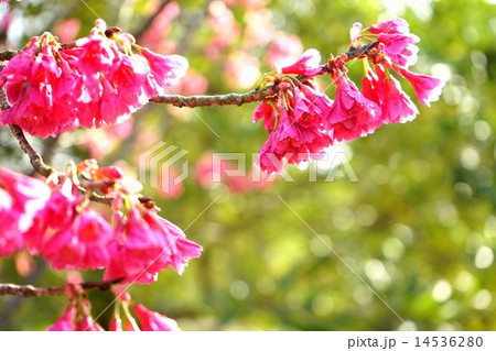 寒緋桜 寒緋桜 14536280