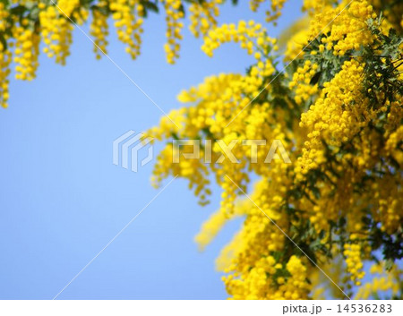 満開のミモザ 14536283