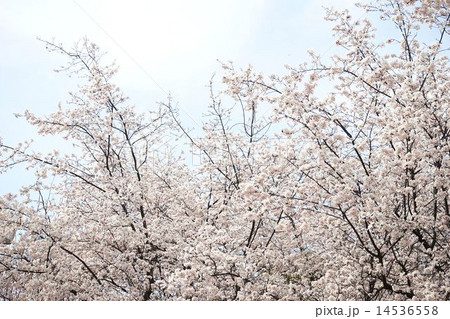 満開のベニスモモの花 14536558