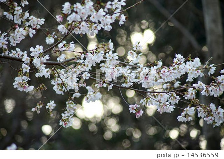 ひっそりと咲く四季桜 14536559