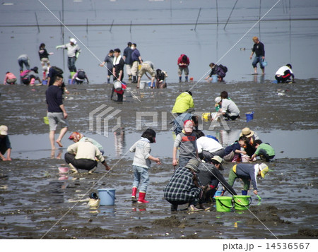 関東で一番早い潮干狩り 14536567