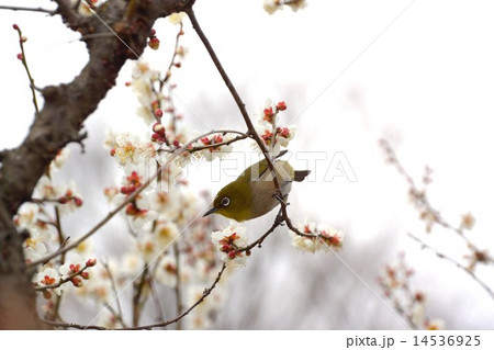 梅とメジロ　japanese apricot　and bird   14536925