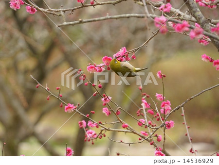 梅とメジロ　japanese apricot　and bird   14536929