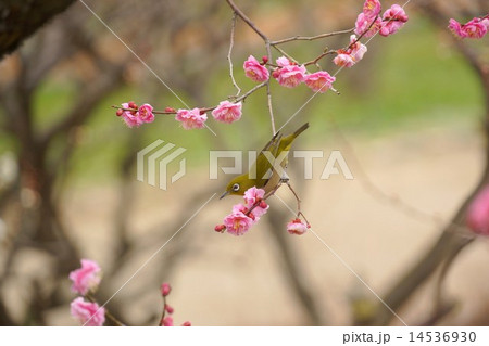 梅とメジロ　japanese apricot　and bird   14536930
