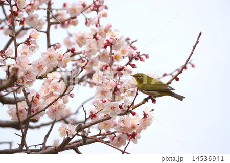 梅とメジロ japanese apricot and bird 梅とメジロ japanese apricot and bird 14536941