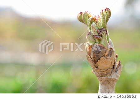 たらの芽 たらの芽 14536963