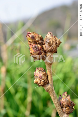 たらの芽 14536966