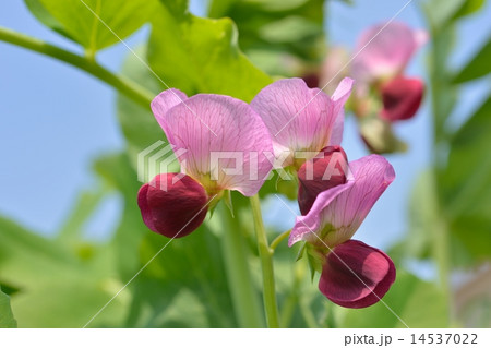 さやえんどうの花 14537022