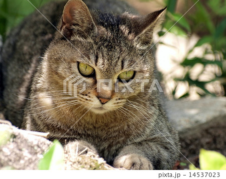 猫 14537023