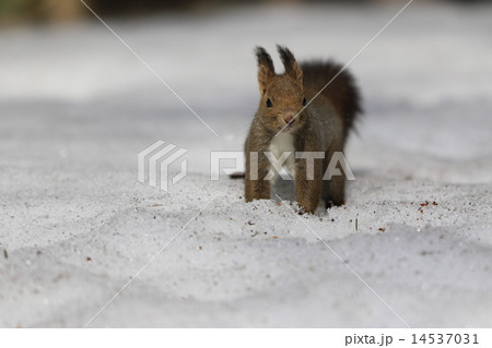 小樽なえぼ公園のエゾリス 小樽なえぼ公園のエゾリス 14537031