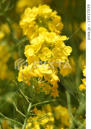 菜の花 14537039
