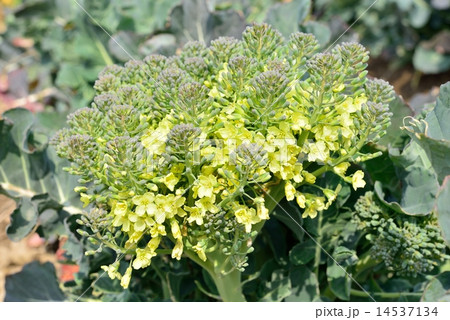 ブロッコリーの花 14537134